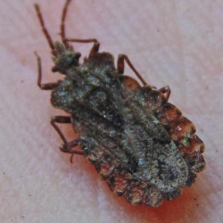 Aradus conspicuus